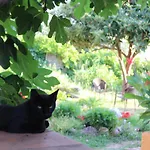 Varias Art House * Kallirákhi